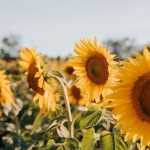 Насіння з України і Молдови можна експортувати в ЄС – новини на LB.ua