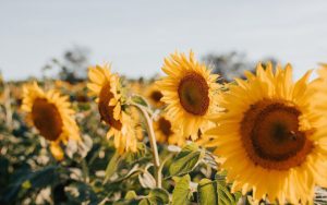 Насіння з України і Молдови можна експортувати в ЄС – новини на LB.ua