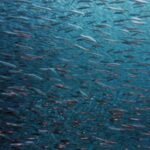 Кабмін запустив е-декларування права на рибальство