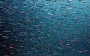 Кабмін запустив е-декларування права на рибальство