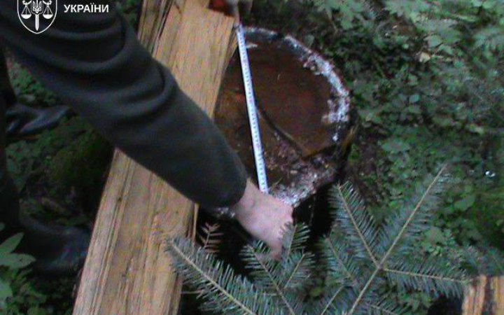 На Прикарпатті судитимуть організаторів масштабної вирубки лісу новини LB.ua