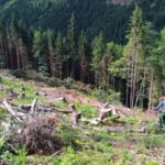 Помічник екснардепа ОПЗЖ та депутат Закарпатської облради захопили землі