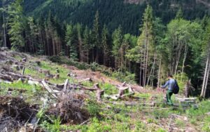 Помічник екснардепа ОПЗЖ та депутат Закарпатської облради захопили землі