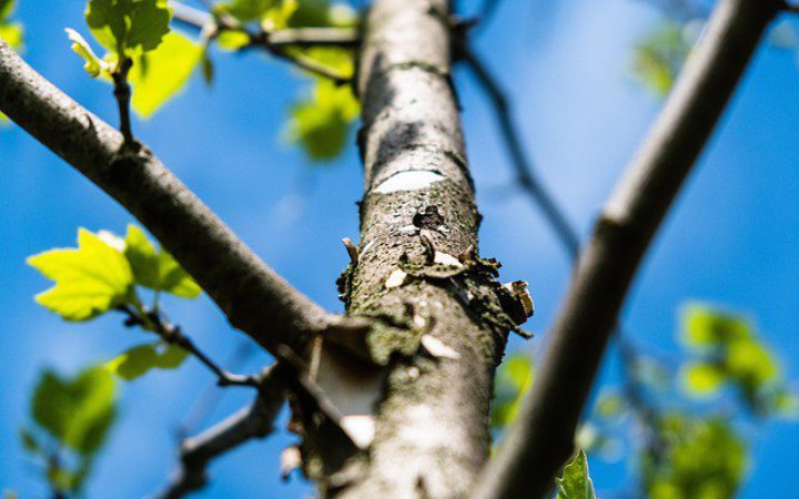 Мінекономіки запускає проєкт із відновлення лісів в Україні